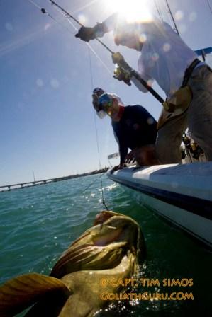 another goliath grouper near the boat