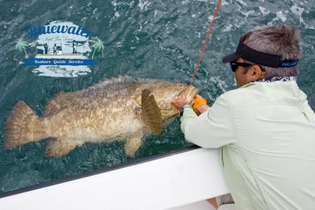 nice grouper - guide Tim Simos - Goliath Guru