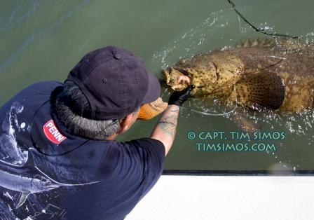 goliath Grouper