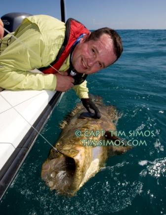 Goliath Grouper Vero Beach